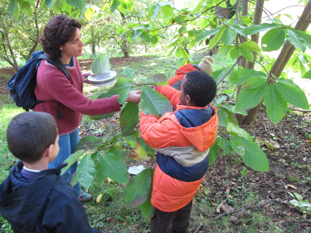 Share nature with BPS students at the Arnold Arboretum!