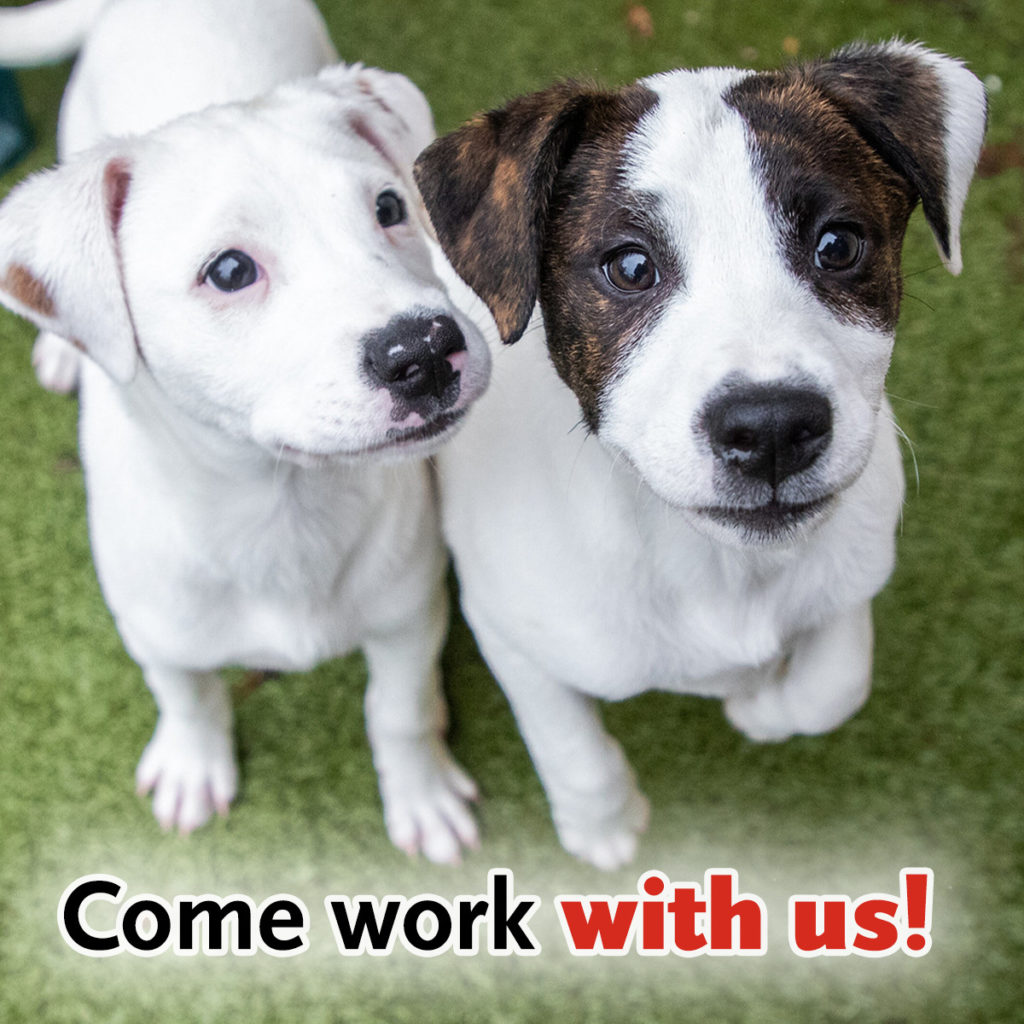 Animal Rescue League of Boston – job fair!