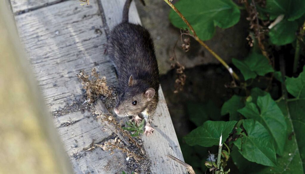 Boston’s new rat plan enlists coordinated effort to tackle city’s rodent population