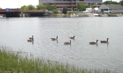 Along the Neponset, advocates look to balance remediation work with potential future use